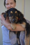 adoptable Dog in  named Poe