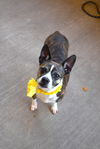 adoptable Dog in  named Beatrix