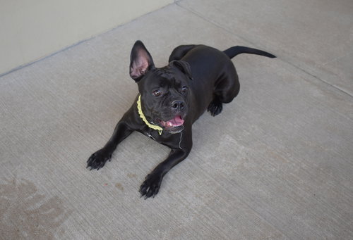 picture of the dog needing adoption