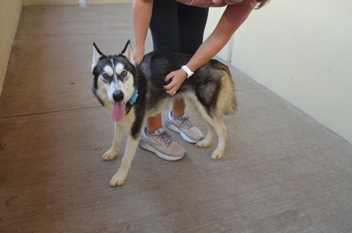 picture of the dog needing adoption