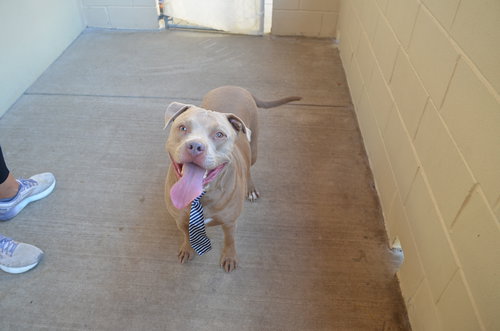 picture of the dog needing adoption