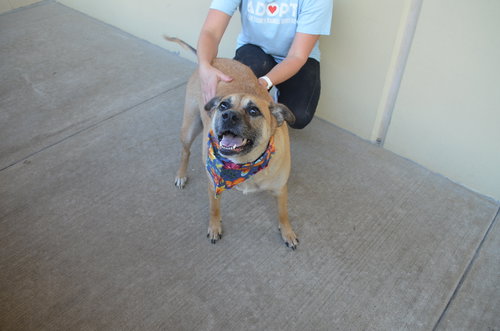 picture of the dog needing adoption