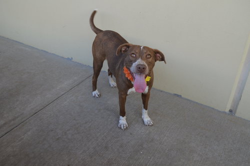 picture of the dog needing adoption