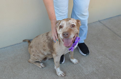 picture of the dog needing adoption