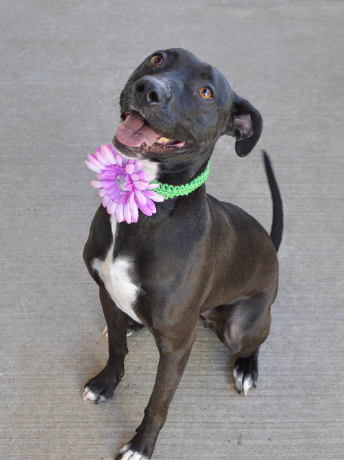 picture of the dog needing adoption