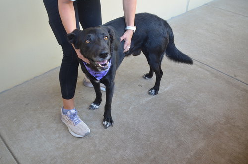 picture of the dog needing adoption