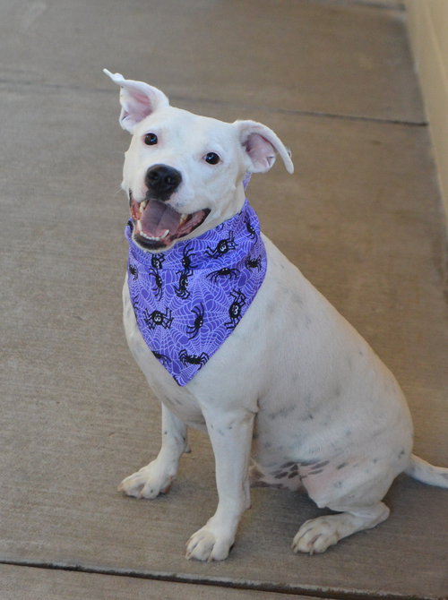 picture of the dog needing adoption