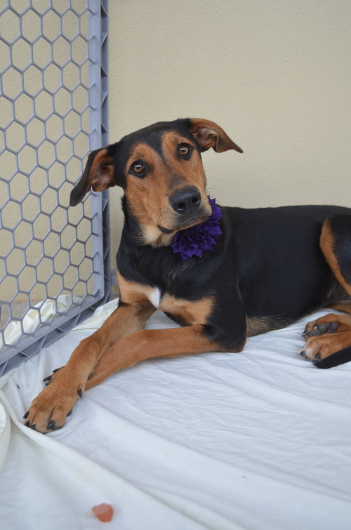 picture of the dog needing adoption