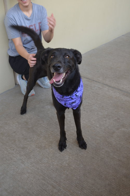 picture of the dog needing adoption