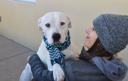 LUCKY - Pit Bull Terrier available for adoption