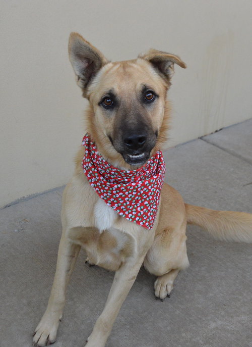 EGGNOGGER - Shepherd available for adoption