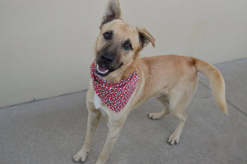 EGGNOGGER - Shepherd available for adoption