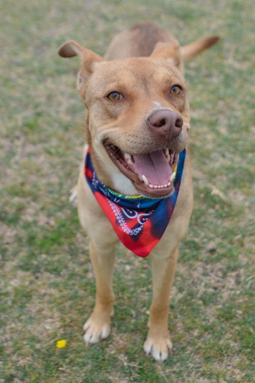 Elmer, an adoptable Shepherd in McKinney, TX