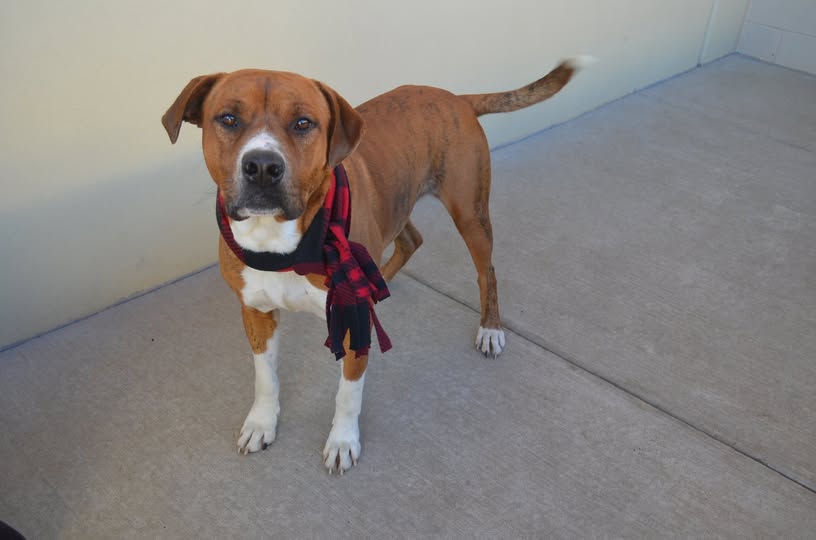 Zucchini (In Foster)