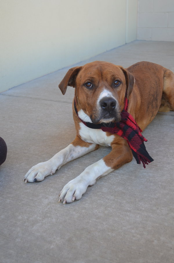 Zucchini (In Foster)