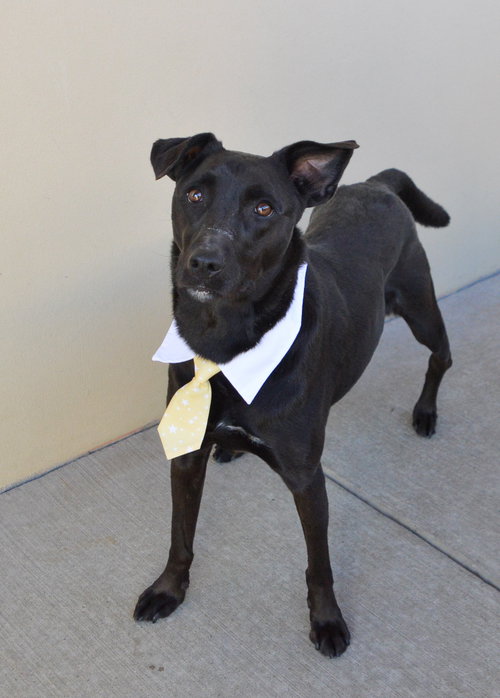 Smokey (In Foster) photo 2