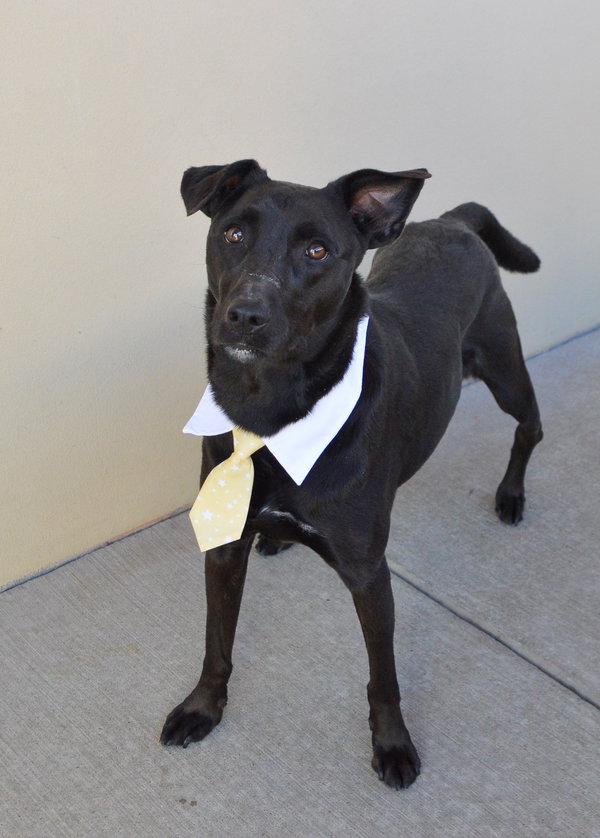 Smokey (In Foster)