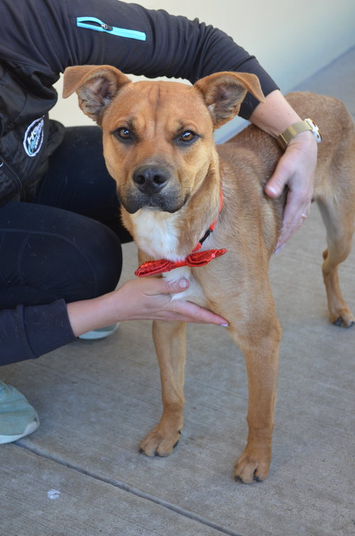 SODA - Black Mouth Cur available for adoption