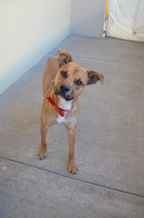 SODA - Black Mouth Cur available for adoption
