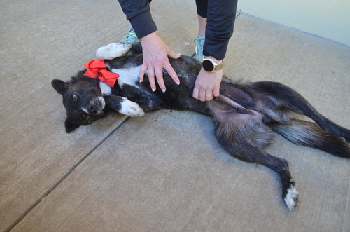 GYRO - Australian Cattle Dog/Blue Heeler available for adoption