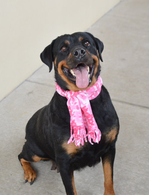 Bertha, an adoptable Rottweiler in McKinney, TX
