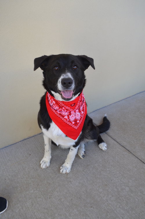 picture of the dog needing adoption