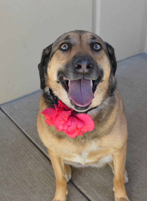 Suki, an adoptable Shepherd in McKinney, TX