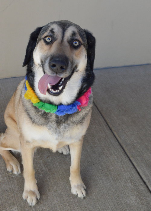 Susu, an adoptable Shepherd in McKinney, TX