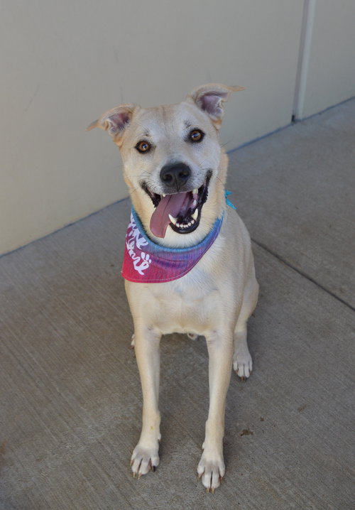 Swiss, an adoptable Labrador Retriever in McKinney, TX