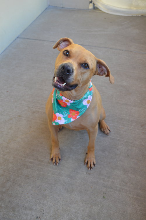 Brownie, an adoptable Rhodesian Ridgeback in McKinney, TX