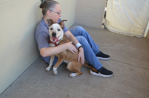 Coda, an adoptable Australian Cattle Dog in McKinney, TX