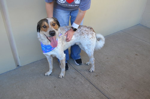 Pollen Ruff, an adoptable Shepherd in McKinney, TX