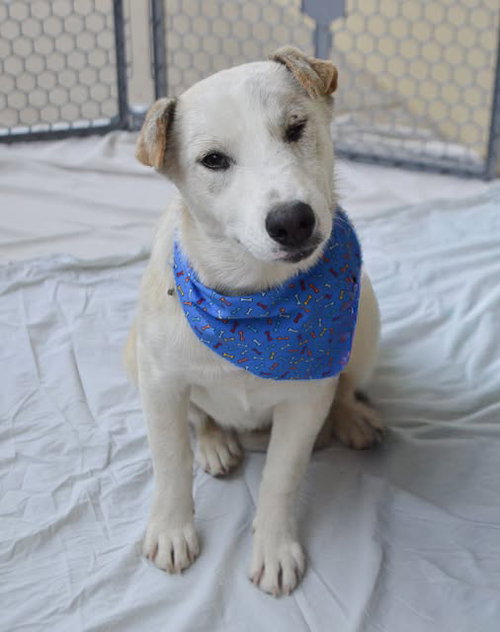 Pipsqueak, an adoptable Australian Cattle Dog in McKinney, TX