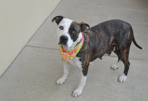 Zoomie Petunia, an adoptable American Pit Bull Terrier in McKinney, TX