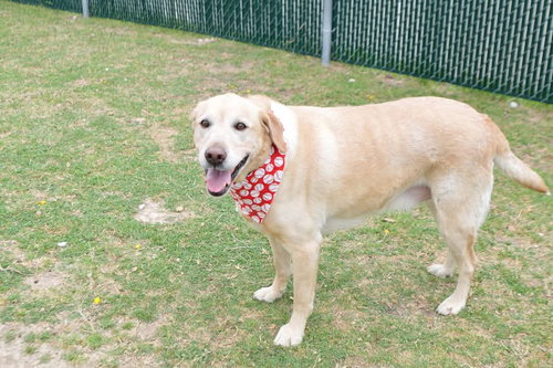 Noodle Bug, an adoptable Labrador Retriever in McKinney, TX