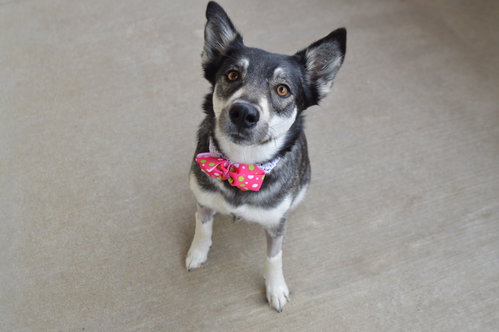 Floofodil, an adoptable Husky in McKinney, TX