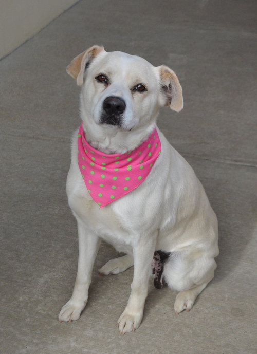Lady Bugsy, an adoptable Labrador Retriever in McKinney, TX