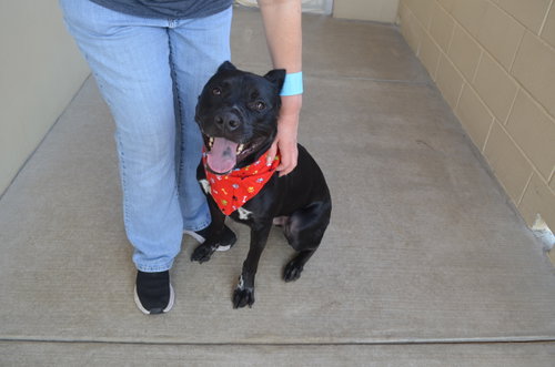 Koa (In Foster), an adoptable Pit Bull Terrier in McKinney, TX