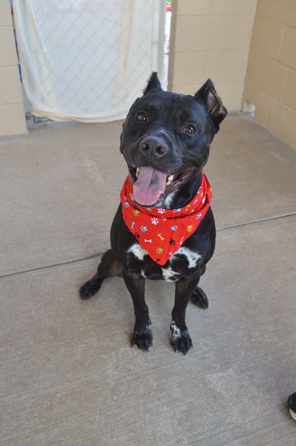 Koa (In Foster)
