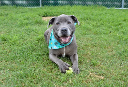 Creed, an adoptable Pit Bull Terrier in McKinney, TX