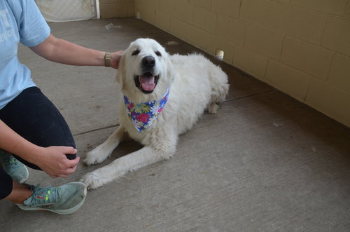 Oceana, an adoptable Great Pyrenees in McKinney, TX