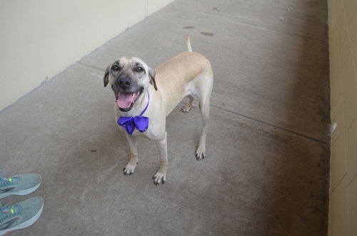 Ruger Lynn, an adoptable Labrador Retriever in McKinney, TX
