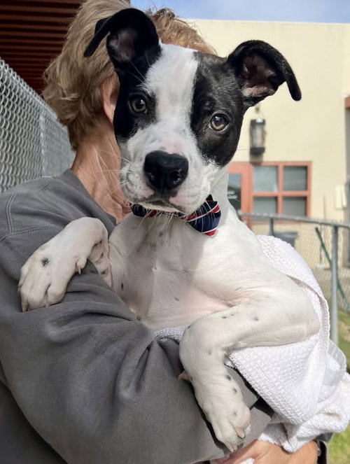 Maui, an adoptable Labrador Retriever in McKinney, TX