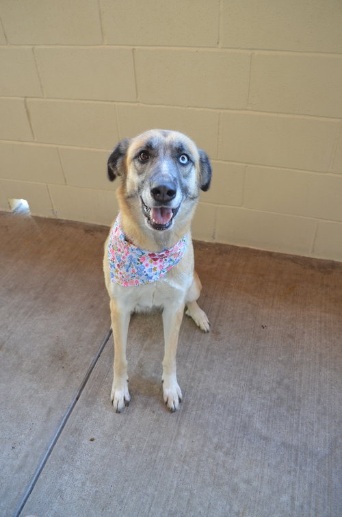 Tassel, an adoptable Shepherd in McKinney, TX