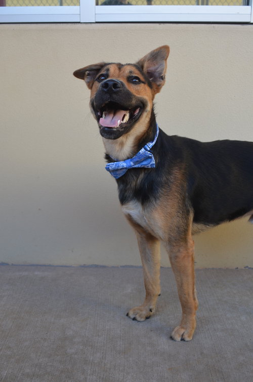 Jetty, an adoptable Shepherd in McKinney, TX