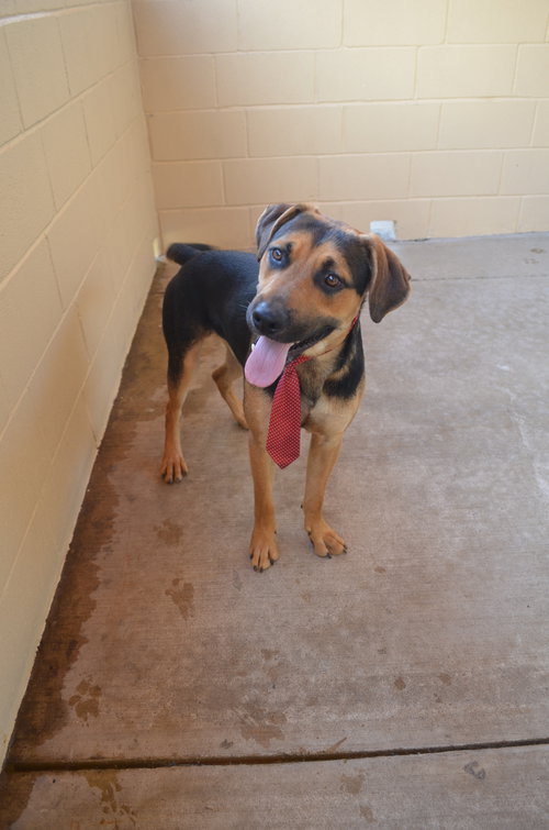 Surf, an adoptable Shepherd in McKinney, TX