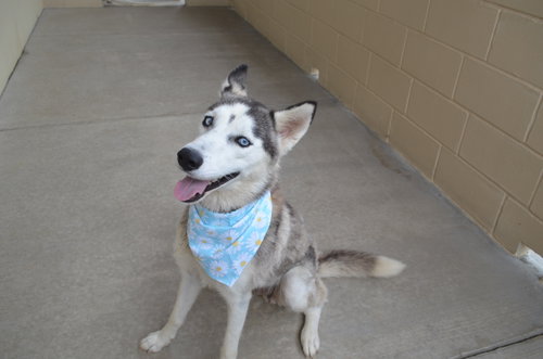 Summer, an adoptable Husky in McKinney, TX