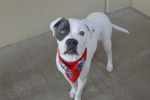 Alfie, an adoptable American Pit Bull Terrier in McKinney, TX