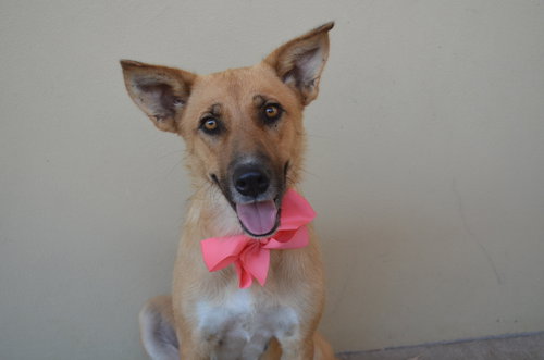 Ember