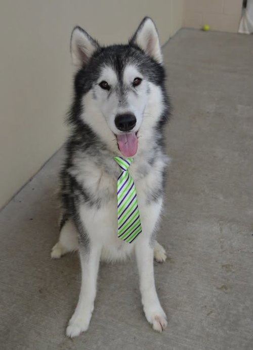 Lobo